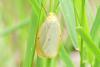 Cybosia mesomella